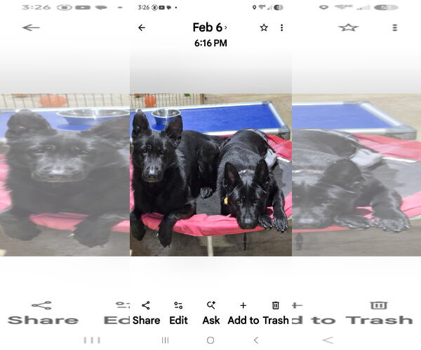 Medium Photo #5 German Shepherd Dog Puppy For Sale in Centreville, VA, USA