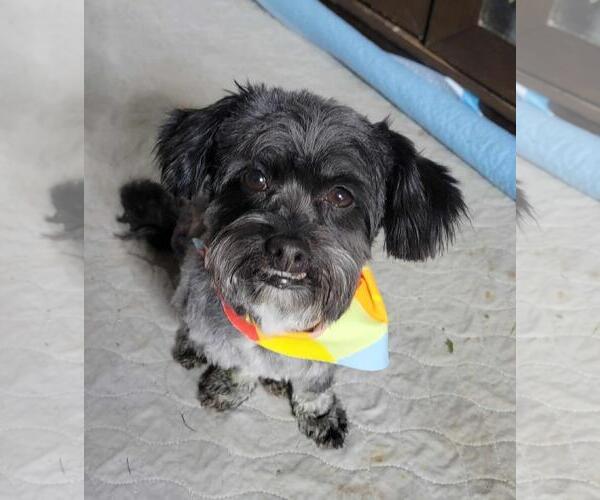Medium Photo #1 Shih Tzu Puppy For Sale in Winter, WI, USA
