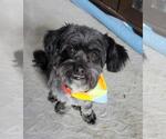 Small Shih Tzu