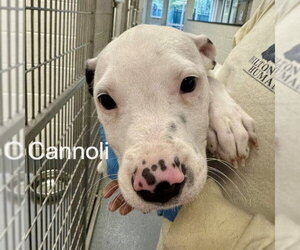 Mutt Dogs for adoption in Hilton Head, SC, USA