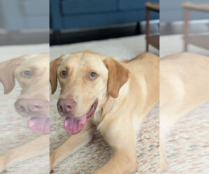 Hank - Male Labrador Retriever-Unknown Mix Dog for Adoption - Photo #2