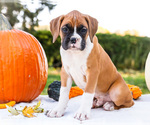 Puppy Obee Boxer