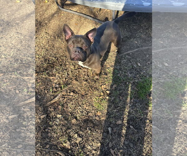 Medium Photo #3 Free-Lance Bulldog Puppy For Sale in Jackson, MS, USA