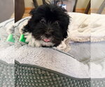 Small #3 Mutt