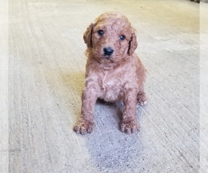 Goldendoodle Puppy for sale in NORWOOD, MO, USA