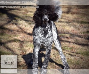 Medium Poodle (Standard)
