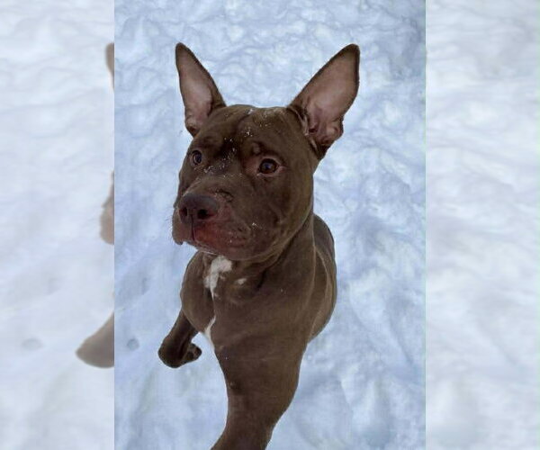 Medium Photo #2 Mutt Puppy For Sale in Strongsville, OH, USA