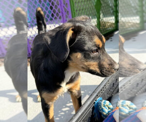 Medium Photo #4 Beagle-Unknown Mix Puppy For Sale in Aurora, IN, USA