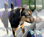 Small #3 Beagle Mix