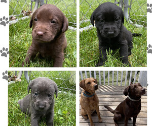 Labrador Retriever Litter for sale in BURNSVILLE, MN, USA