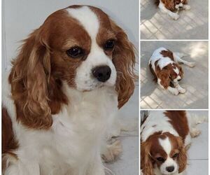 Mother of the Cavalier King Charles Spaniel puppies born on 04/10/2022