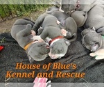Small #3 American Pit Bull Terrier