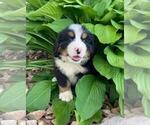 Puppy 4 Bernese Mountain Dog