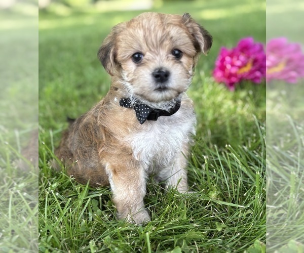 Medium Photo #6 Morkie Puppy For Sale in ROCK STREAM, NY, USA