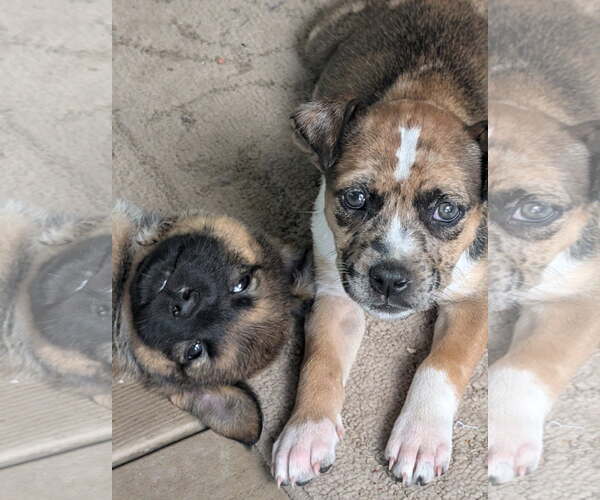 Medium Photo #2 Catahoula Leopard Dog-Unknown Mix Puppy For Sale in Holly Springs, NC, USA