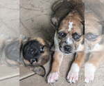Small #1 Catahoula Leopard Dog Mix