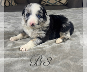 Australian Shepherd Litter for sale in SALISBURY, NC, USA
