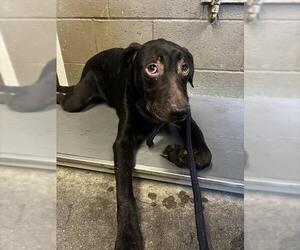 Mutt Dogs for adoption in Downey, CA, USA