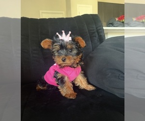 Yorkshire Terrier Puppy for sale in PHOENIX, AZ, USA