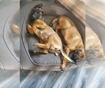 Small Photo #3 Belgian Malinois Puppy For Sale in BEAVERTON, OR, USA
