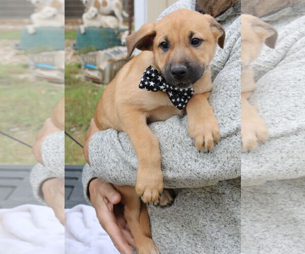 Medium Photo #2 Labrador Retriever-Unknown Mix Puppy For Sale in Bandera, TX, USA