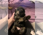 Small #18 German Shepherd Dog
