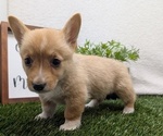 Small #6 Pembroke Welsh Corgi