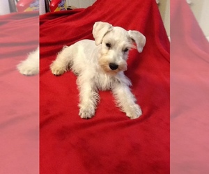 Schnauzer (Miniature) Puppy for sale in COLONIAL HEIGHTS, TN, USA