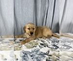 Small Photo #5 Golden Retriever Puppy For Sale in GREENWOOD, IN, USA