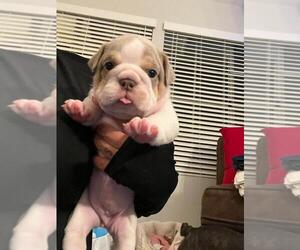 English Bulldog Puppy for Sale in TRABUCO CANYON, California USA