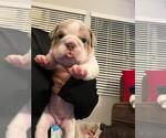 Small Photo #1 English Bulldog Puppy For Sale in TRABUCO CANYON, CA, USA