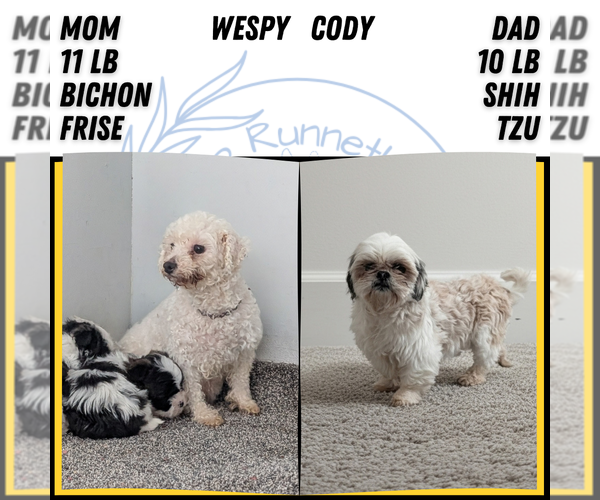 Medium Photo #20 Zuchon Puppy For Sale in GOSHEN, IN, USA