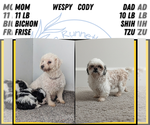 Small Photo #20 Zuchon Puppy For Sale in GOSHEN, IN, USA