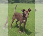 Small #5 German Shepherd Dog-Retriever  Mix