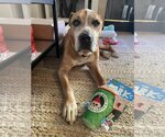 Small #10 American Pit Bull Terrier Mix