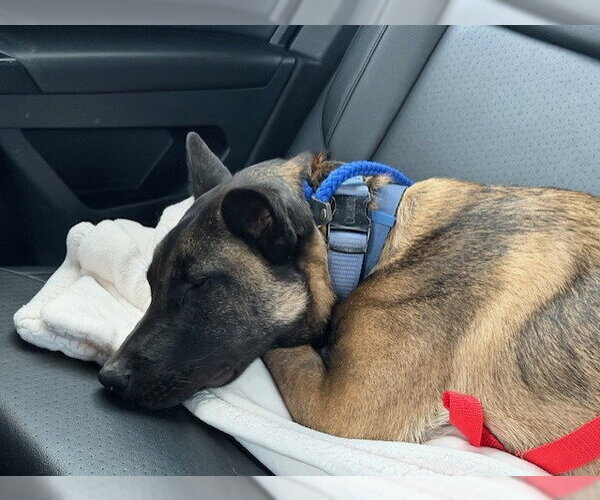 Medium Photo #11 Catahoula Leopard Dog-Unknown Mix Puppy For Sale in Stevens Point, WI, USA