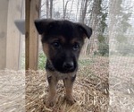 Puppy 1 German Shepherd Dog