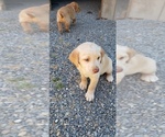 Small Photo #9 Labrador Retriever Puppy For Sale in OLYMPIA, WA, USA
