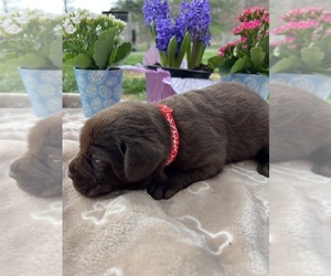 Labrador Retriever Puppy for Sale in NEOLA, West Virginia USA