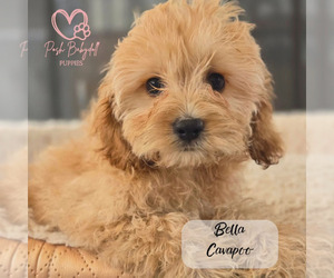 Cavapoo Puppy for sale in ELMHURST, IL, USA