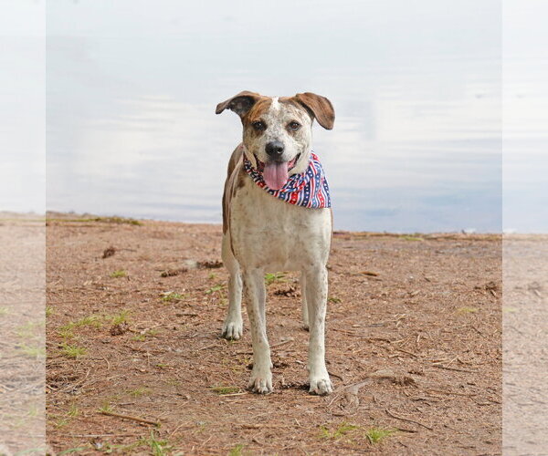 Medium Photo #6 Mutt Puppy For Sale in Gretna, NE, USA