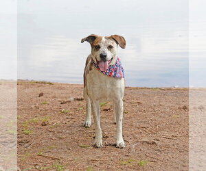 Parker (Peter Parker) - Male Mutt Dog for Adoption - Photo #6