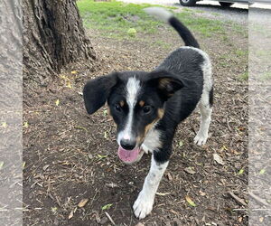 Australian Shepherd-Unknown Mix Dogs for adoption in Techny, IL, USA