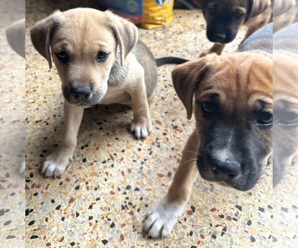 Medium Photo #5 Black Mouth Cur-Labrador Retriever Mix Puppy For Sale in Magnolia Springs, AL, USA