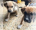 Small #4 Black Mouth Cur-Labrador Retriever Mix