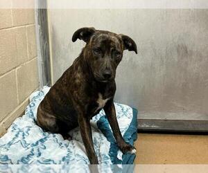 Medium American Pit Bull Terrier Mix