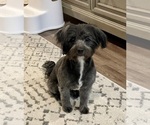 Small Photo #1 Havanese Puppy For Sale in MESA, AZ, USA