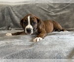 Small Photo #22 Boxer Puppy For Sale in WEST COLUMBIA, SC, USA