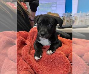 Medium Border Collie Mix