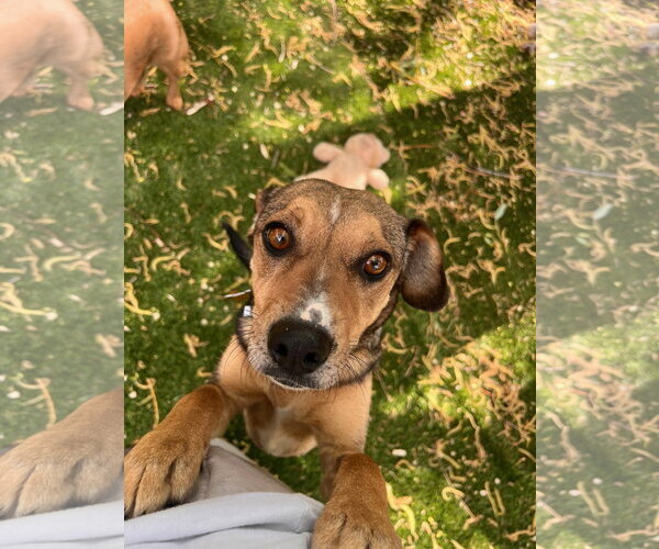 Medium Photo #3 Cheagle Puppy For Sale in Sandy, UT, USA
